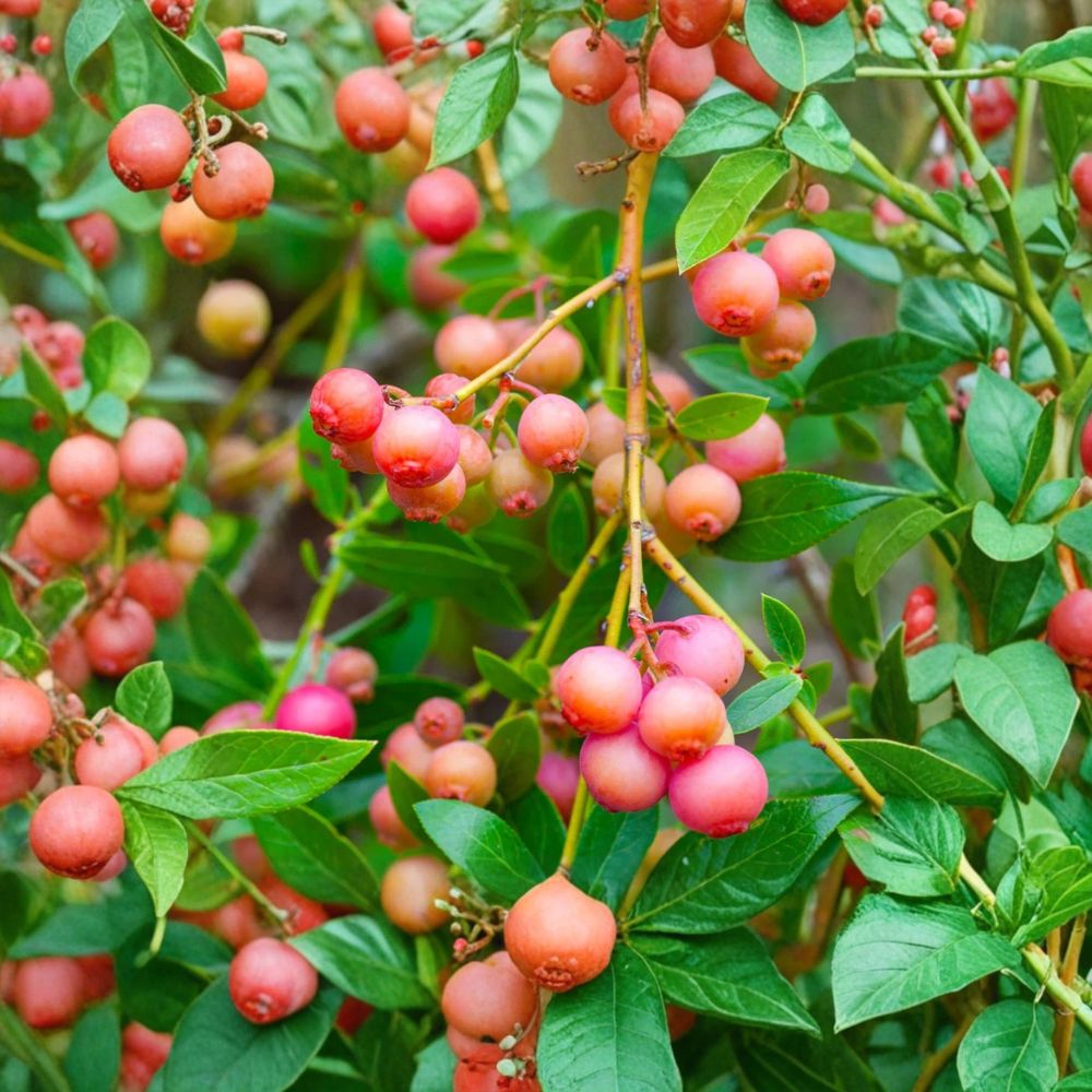 Pink Lemonade Blueberry Plant – Vaccinium ‘Pink Lemonade’ Live Seedling | 4–6 Inches Tall | Rooted Plant (No Pot) | Sweet Pink Berry Bush
