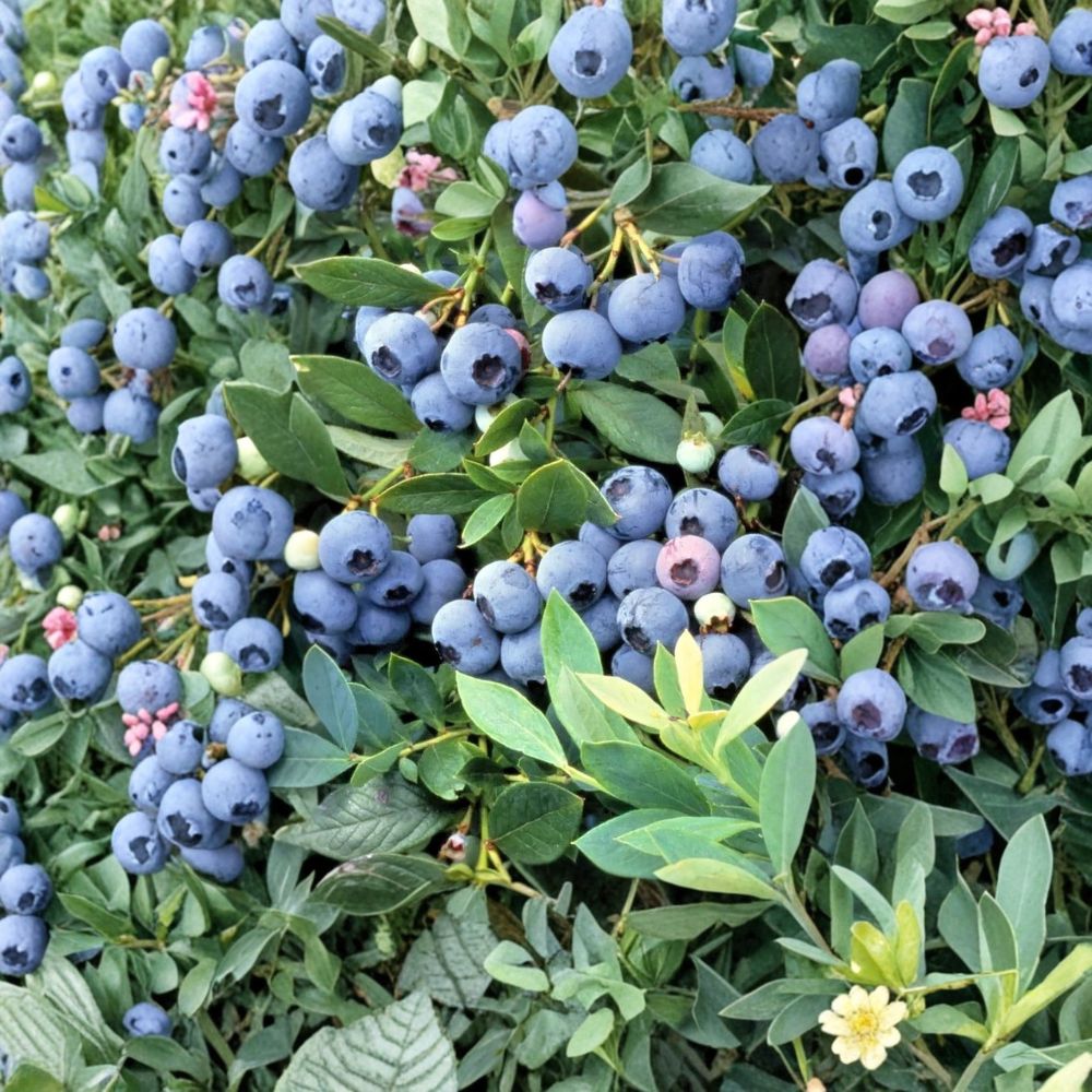Sunshine Blue Blueberry Plant – Vaccinium ‘Sunshine Blue’ Live Seedling | 4–8 Inches Tall | Compact Berry Bush | Patio & Container Friendly