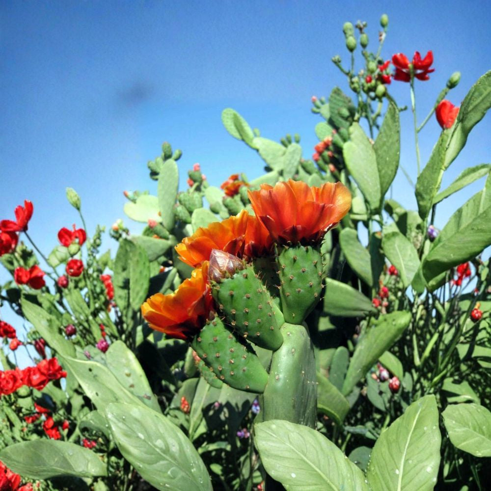 Velvet Tree Pear – Opuntia tomentosa Cactus Seeds | 100 Count | Edible Fruit Variety Prickly Pear Seeds | Nopal Cactus | Ornamental & Edible
