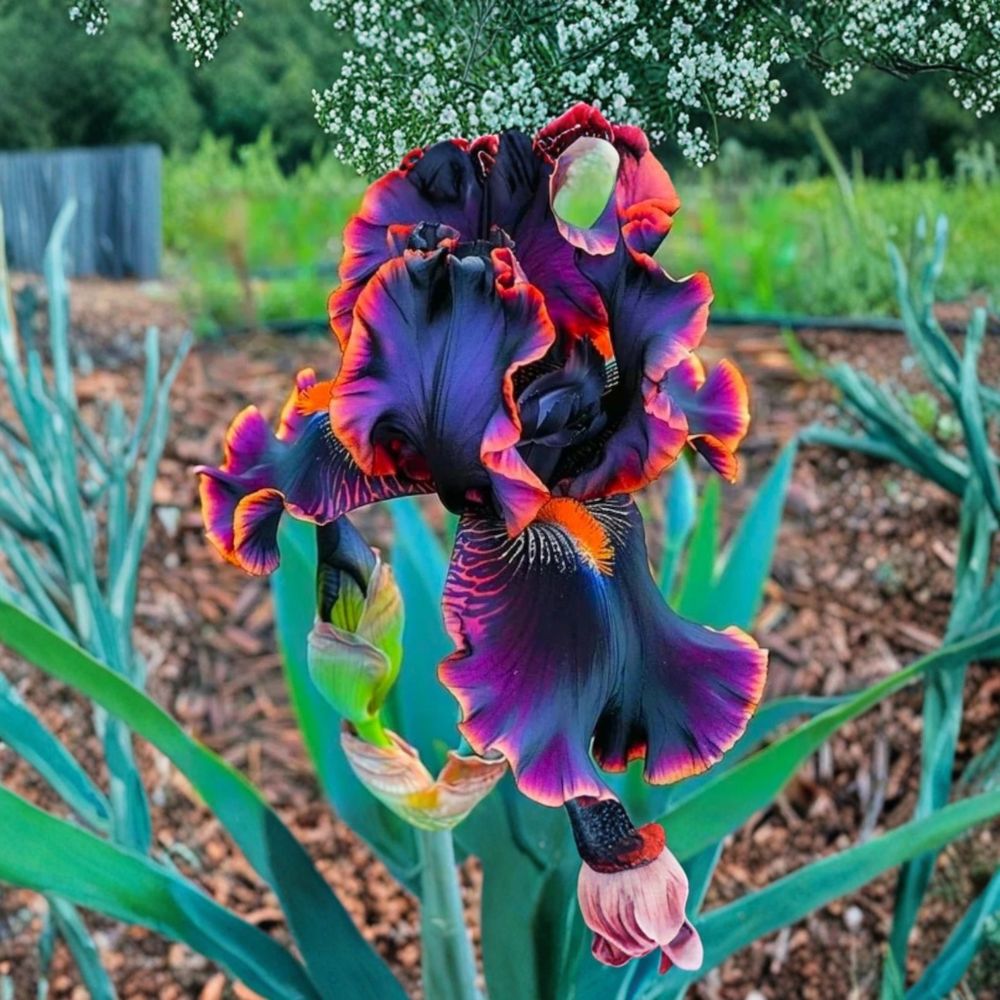 Black Bearded Iris Seeds – 35 Rare Flower Seeds | Purple Black Iris Blooms | Perennial Garden Flower | Easy to Grow | Spring Blooms
