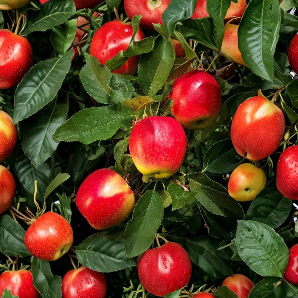 Gala Apple Tree – Malus domestica ‘Gala’ Live Bare Root | 24–36 Inches Tall | Sweet Crisp Apple Tree | Backyard Orchard Starter