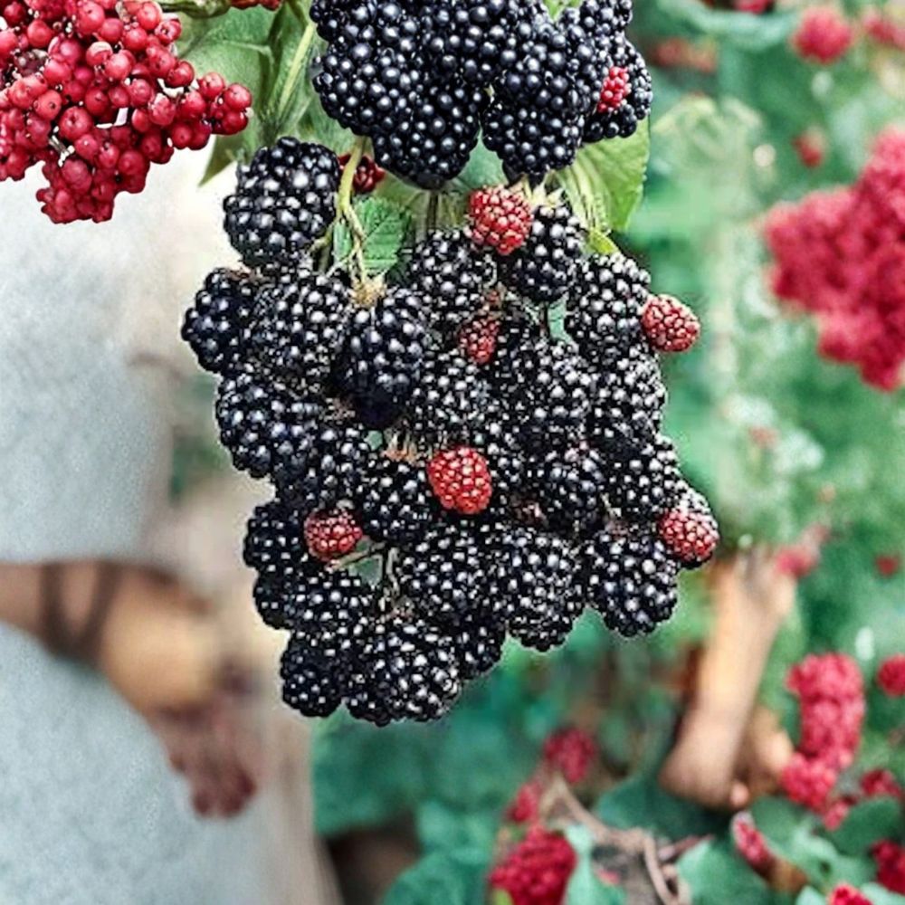 Prime-Ark Freedom Thornless Blackberry Plants – Rubus Starter Plants | Set of 3 | Everbearing Sweet Berries | Bare Root Fruit Plants | Easy Garden Grower