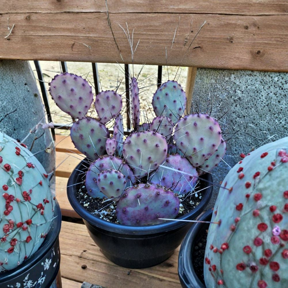 Santa Rita Purple Prickly Pear – Opuntia ‘Santa Rita’ Cactus Seeds | 10 Count | Rare Purple Variety Hardy Desert Cactus | Edible Fruit | Fast Growing