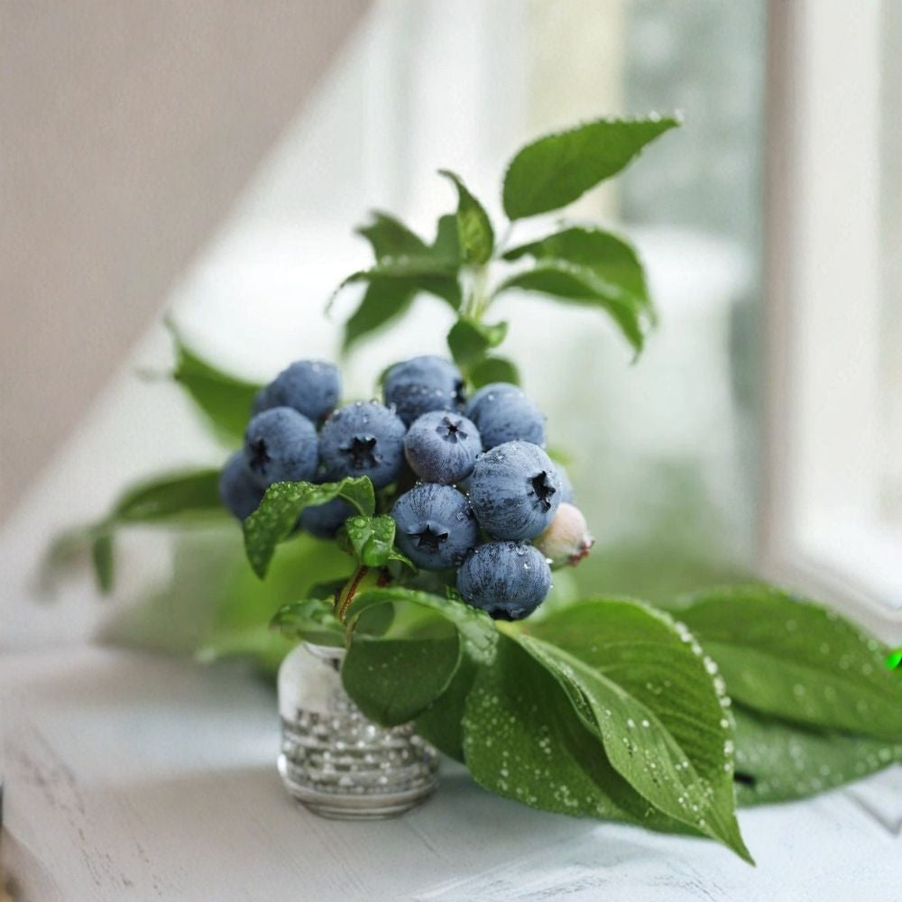 Misty Blueberry Plant – Vaccinium corymbosum Live Plant | Southern Highbush Blueberry | Healthy Rooted Starter | Sweet Early Berry Bush