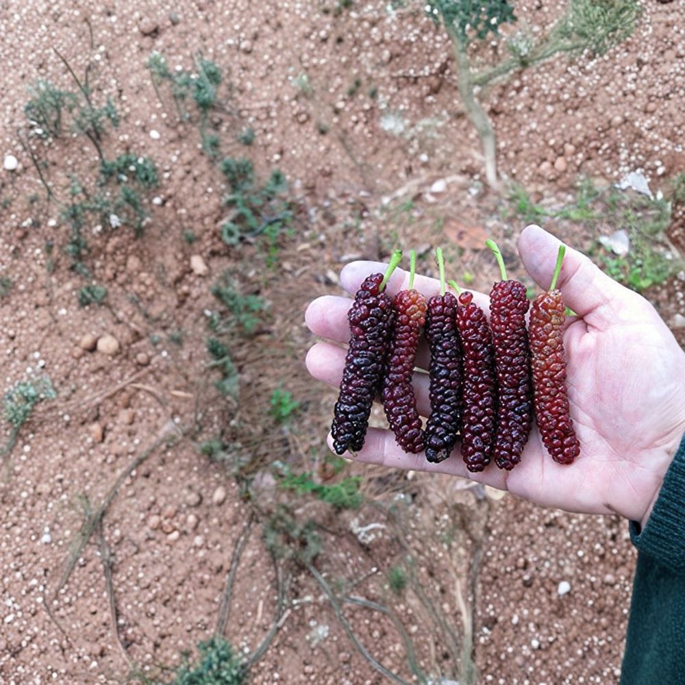Pakistan Long Mulberry Tree – Morus macroura Live Plant | 3–8 Inch Starter | Long Sweet Mulberries | Tropical Fruit Tree | Container Friendly