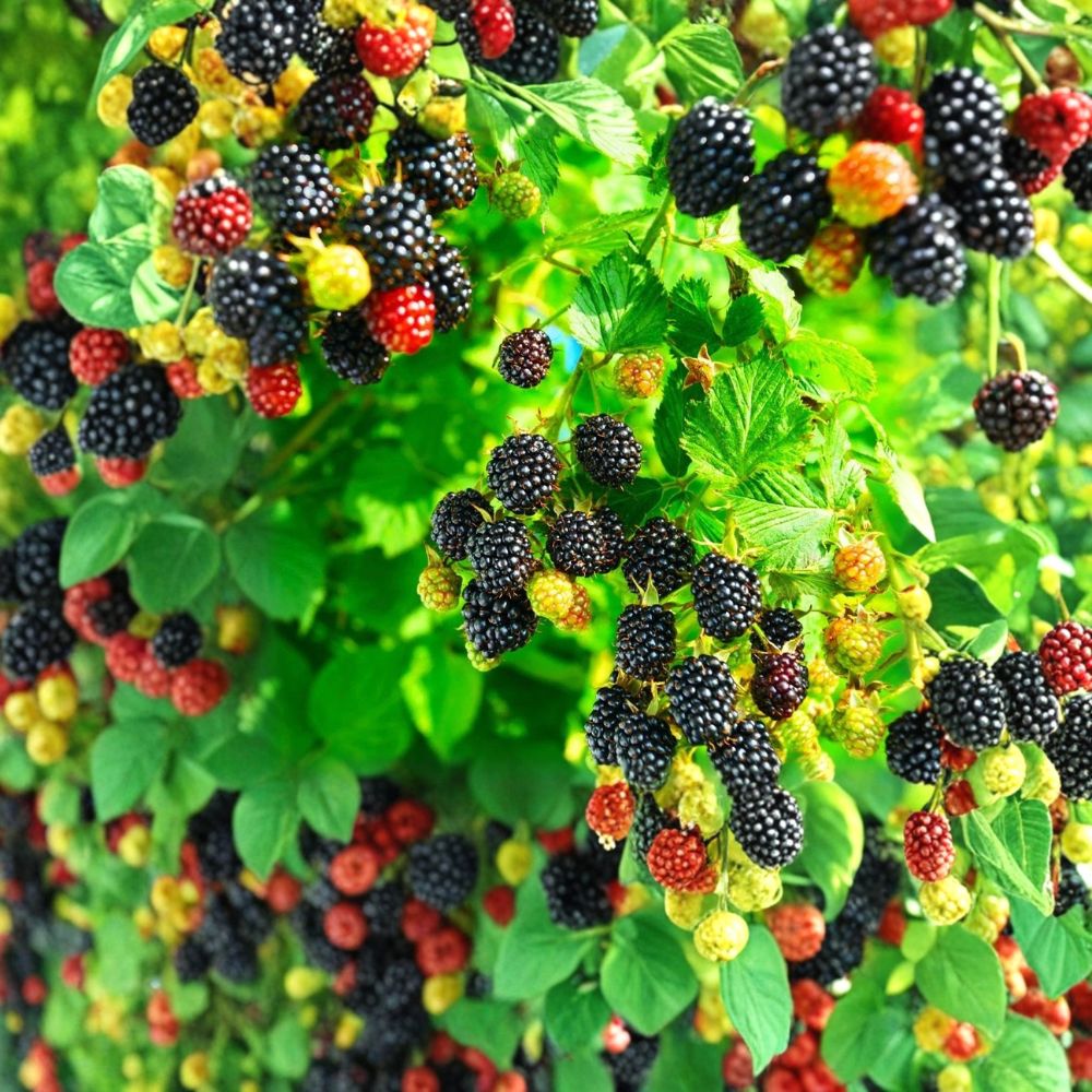 Kiowa Blackberry Plants – Rubus ‘Kiowa’ Starter Plugs | Set of 5 | Large Sweet Berries | High-Yield Thorny Variety | Bare Root Berry Plants