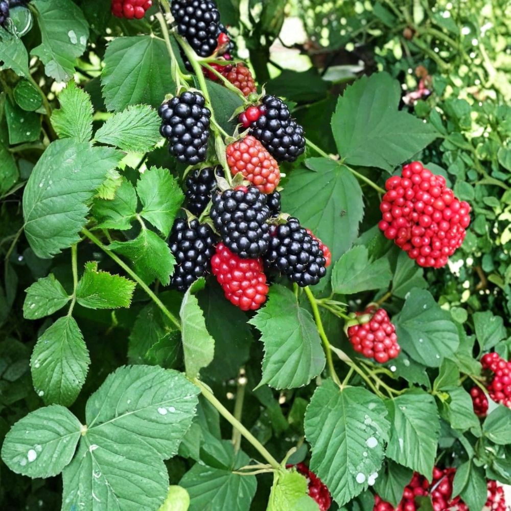 Navaho Thornless Blackberry Plants – Rubus ‘Navaho’ Starter Plants | Set of 2 | 4–10 Inch Tall | Sweet Firm Berries | Bare Root Garden Fruit