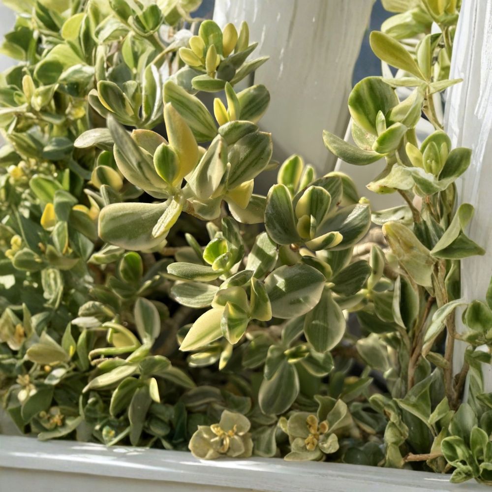 Variegated Jade Plant – 4 Rooted Cuttings | Crassula Ovata Money Tree | 3+ Inch Succulent Starter | Easy to Grow