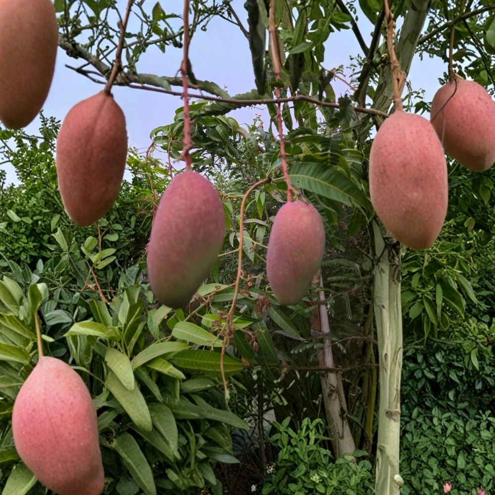Red Lady Mango Tree – Mangifera indica Live Seedling | From Fresh Indian Seed | Fast Growing Tropical Fruit Starter | Vigorous Growth | Original Seedling