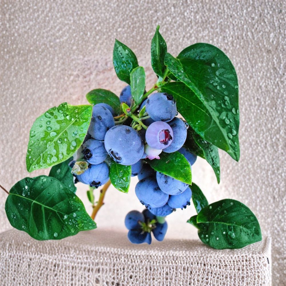 Emerald Blueberry Plants – Vaccinium corymbosum Starter Plugs | 3–6 Inches Tall | Bare Root Southern Highbush Berry Bush (Set of 5)