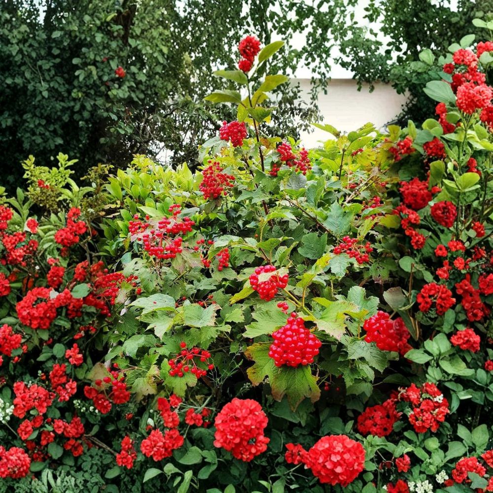 Viburnum opulus Cuttings – 15 Unrooted Cuttings | 6–7 Inch Snowball Bush | Chervona Kalyna | Flowering Shrub | Hardy Garden Plant