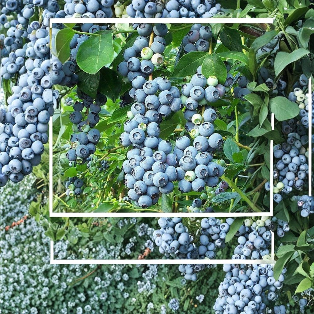 Duke Blueberry Plant – Vaccinium corymbosum Live Plant | 2.5 Quart Pot | Northern Highbush Early Berry Bush | Cold Hardy Fruit Plant