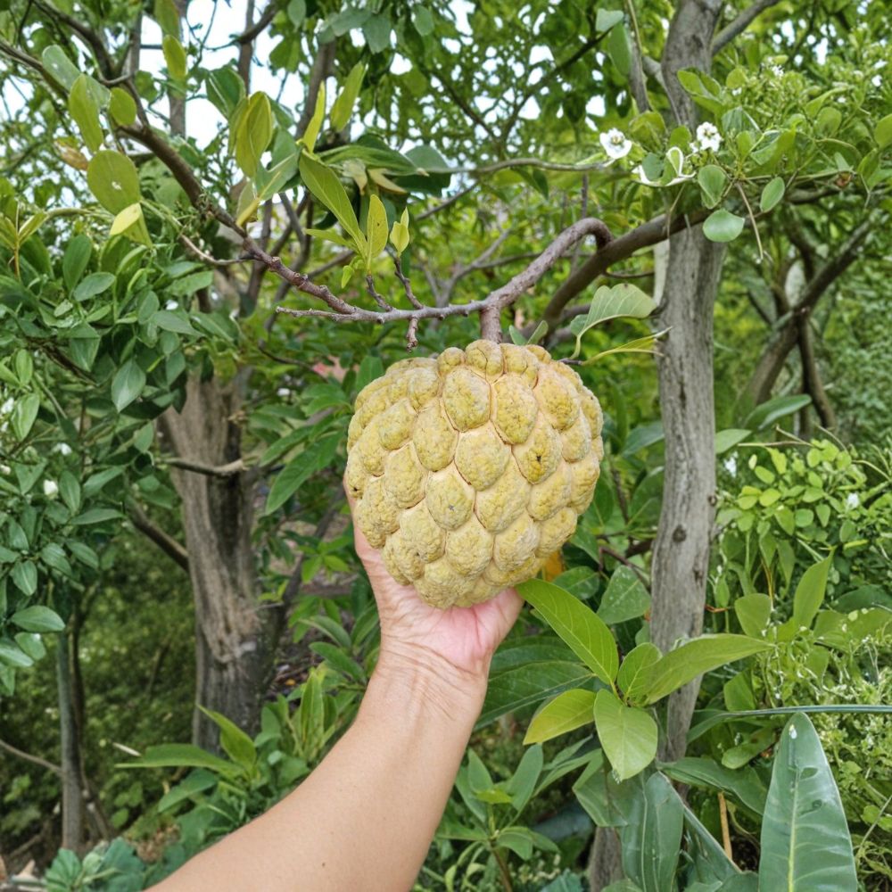 Sugar Apple Tree – Annona squamosa Live Seedling | 7–12 Inches Tall | Organic Na Dai (Mãng Cầu Dai) | Tropical Fruit Starter Plant
