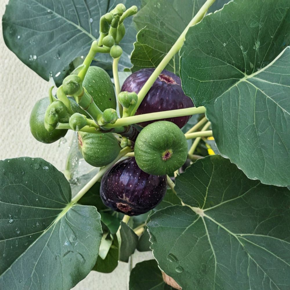 Black Mission Fig Tree – 10 Fresh Cuttings (6–8 Inches) | Sweet Classic Fig Variety | Ideal for Grafting & Rooting | Edible Garden Favorite