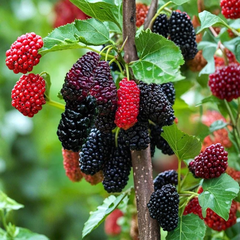 Everbearing Mulberry Tree – Morus Live Fruit Tree | 3–4 Ft Tall | 3 Gallon Potted Berry Tree | Sweet Mulberries | Backyard Orchard Favorite