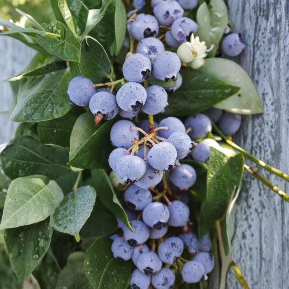 Sharpblue Blueberry Plants – Vaccinium corymbosum Starter Plugs | 3–6 Inches Tall | Bare Root Southern Highbush Berry Bush (Set of 3)