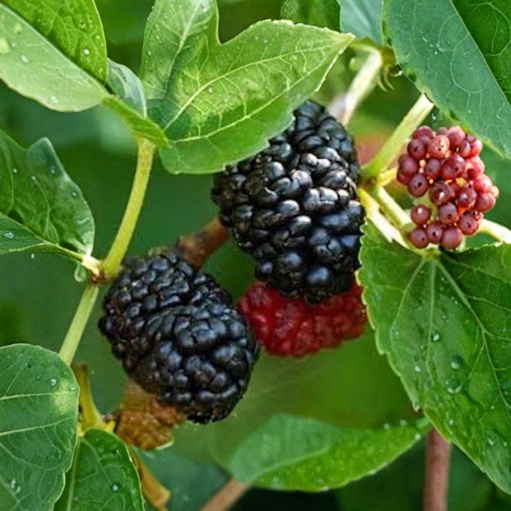 Dwarf Everbearing Mulberry Trees – Morus spp. Live Starter Set | 5 Plants 3–4 Inches Tall | Sweet Berry Fruit Trees | Backyard Orchard Starter | Easy to Grow