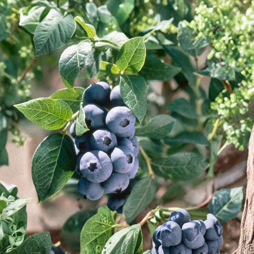 Chandler Blueberry Plants – Vaccinium corymbosum Starter Plugs | 3–6 Inches Tall | Bare Root Northern Highbush Berry Bush (Set of 10)