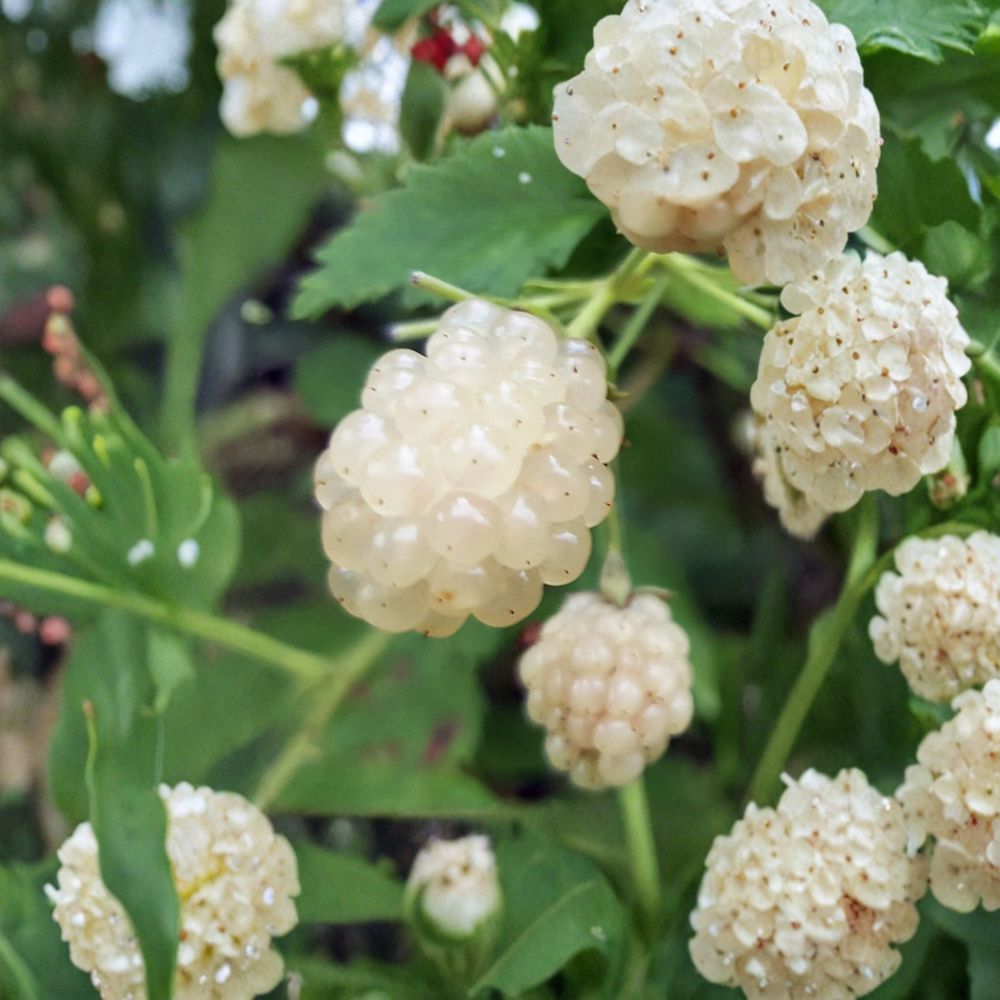 Snowbank White Blackberry Plants – Rubus ‘Snowbank’ Live Plants | Set of 4 | Rare White Berry Variety | Sweet Fruit | Unique Garden Berry Plant