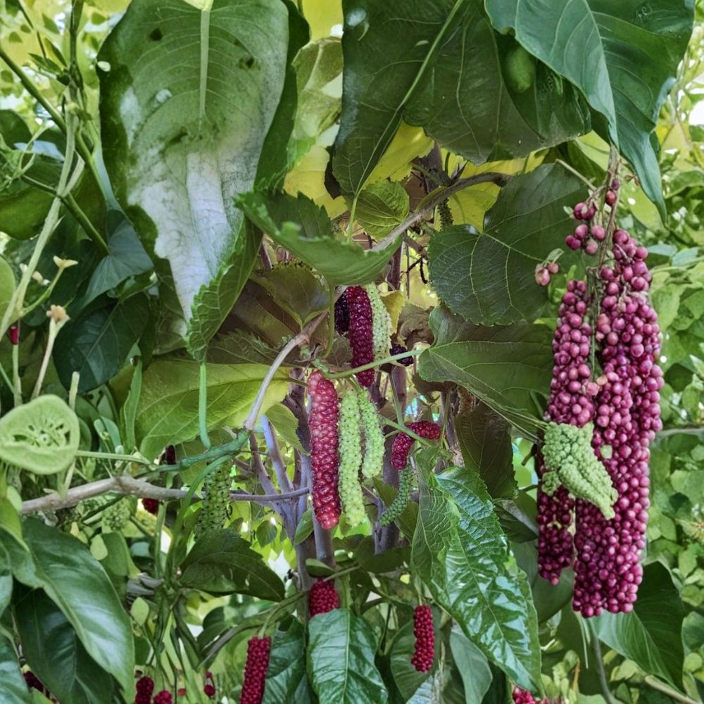 Pakistan Long Mulberry Tree – Morus macroura Live Starter Plant | 6–8 Inch Tall | Sweet Long Black Mulberries | Tropical Fruit Tree | Backyard Orchard Plant