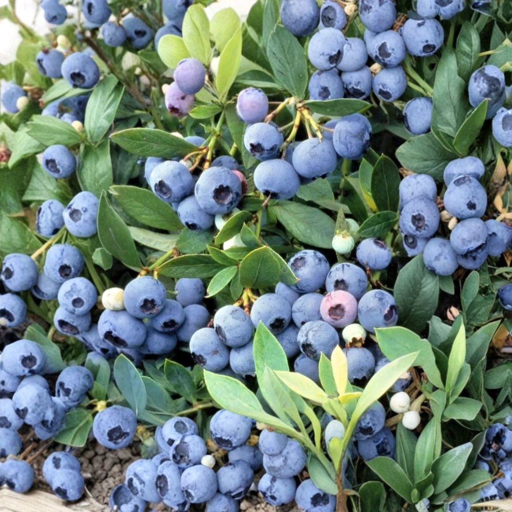 Sunshine Blue Blueberry Plant – Vaccinium ‘Sunshine Blue’ Live Seedling | 4–8 Inches Tall | Compact Berry Bush (No Pot) | Patio & Container Friendly