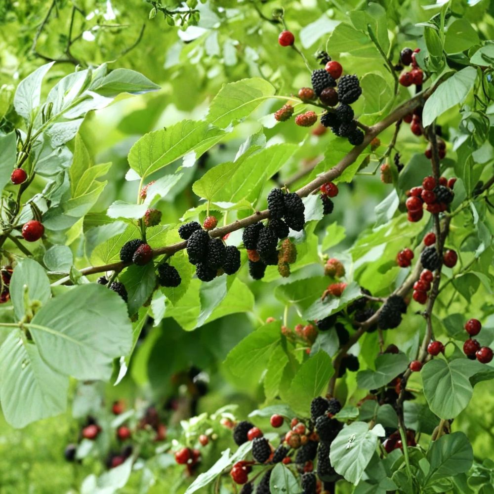 Dwarf Everbearing Mulberry – Morus nigra Live Plant | 4 Inch Pot | Sweet Berry Fruit Plant | Compact Patio Mulberry | Container Friendly