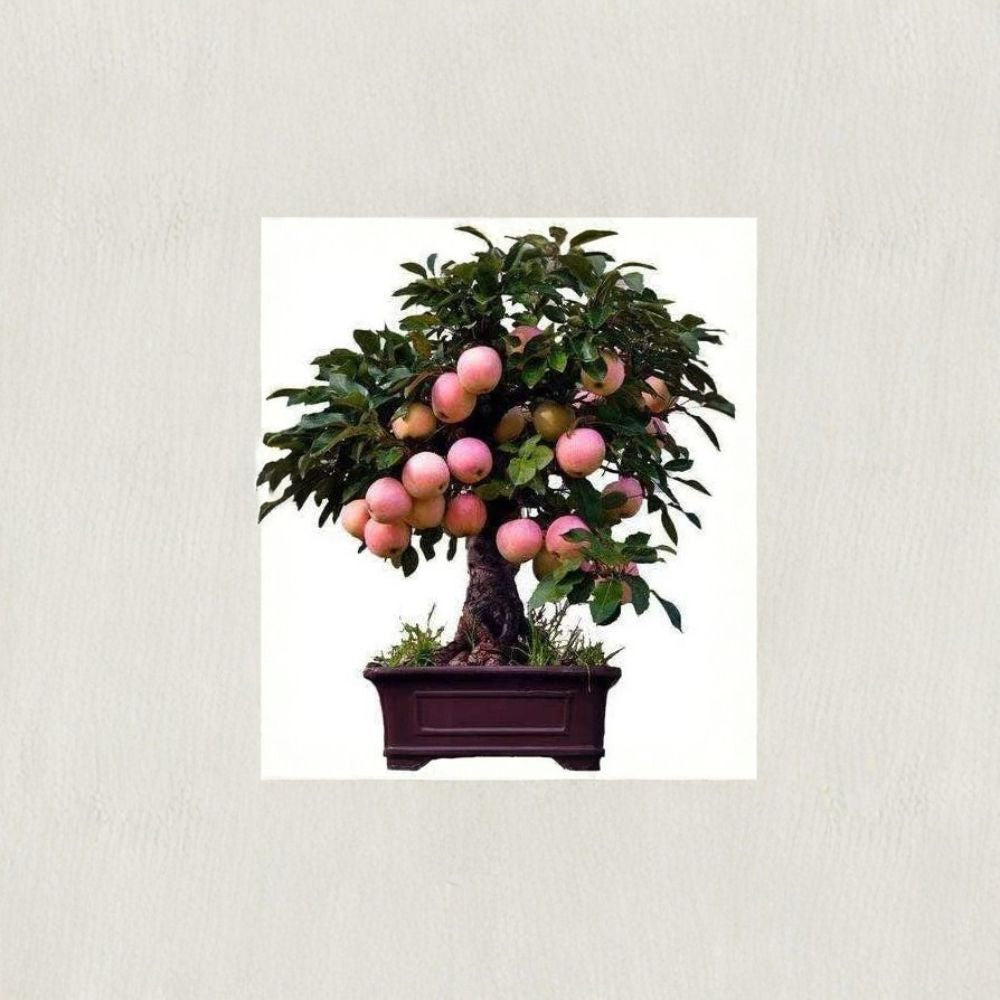 Dwarf Bonsai Apple Tree Seeds – Malus domestica | 50 Seeds | Mini Apple Bonsai | Indoor Fruit Tree Growing Kit
