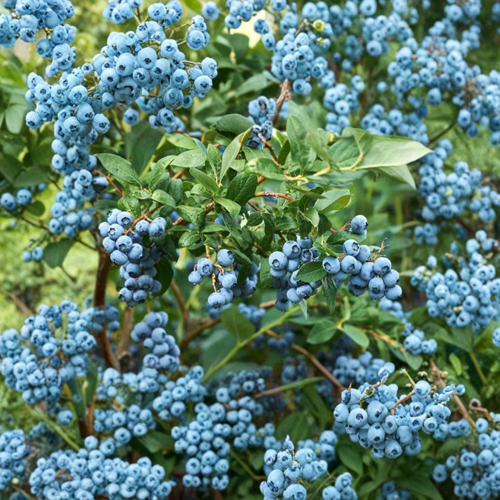 Sharpblue Blueberry Plant – Vaccinium corymbosum Live Seedling | 4–8 Inches Tall | Soil Root Ball (No Pot) | Southern Highbush Berry Bush