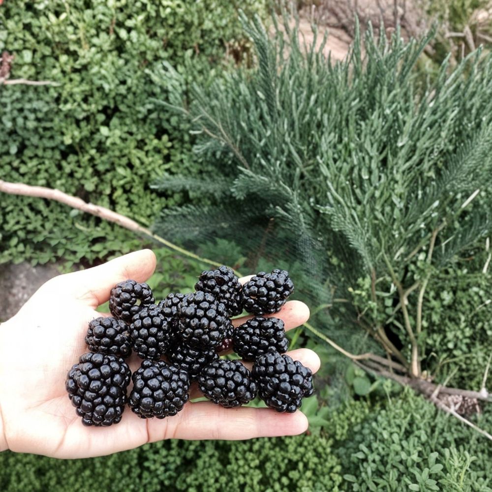 Triple Crown Thornless Blackberry Plant – Rubus fruticosus Live Bush | 2–3 Feet Tall | Bare Root Berry Plant | Large Sweet Berries | High-Yield Garden Fruit