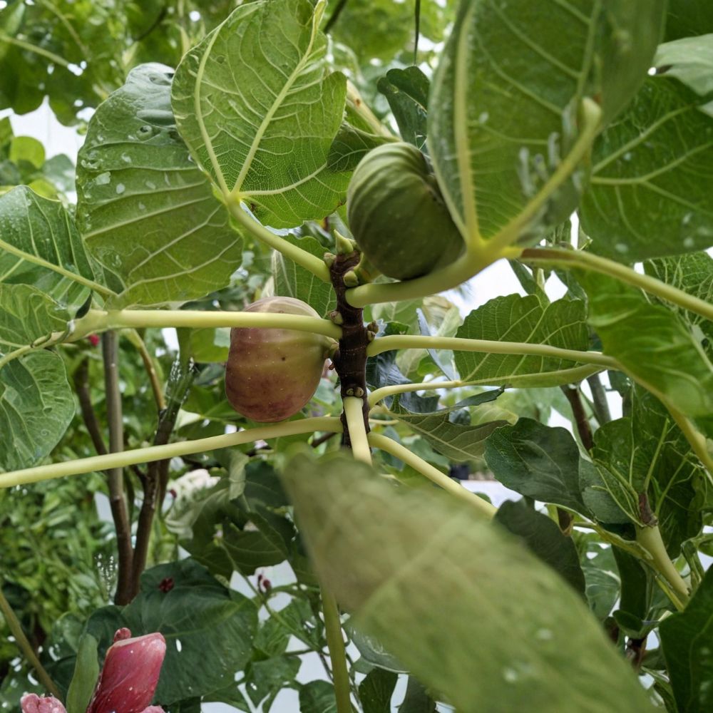 Texas Blue Giant Fig Tree Cuttings – 3 Fresh Ficus Carica Cuttings | 6–8 Inch Dormant Fig Cuttings | Edible Fruit Tree Propagation