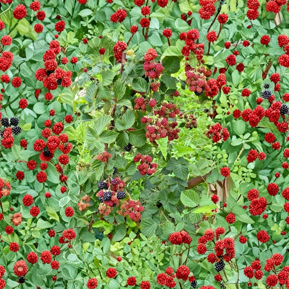 Osage Thornless Blackberry Plants – Rubus ‘Osage’ Starter Plants | Set of 2 | 4–10 Inch Tall | Sweet Firm Berries | Bare Root Garden Fruit