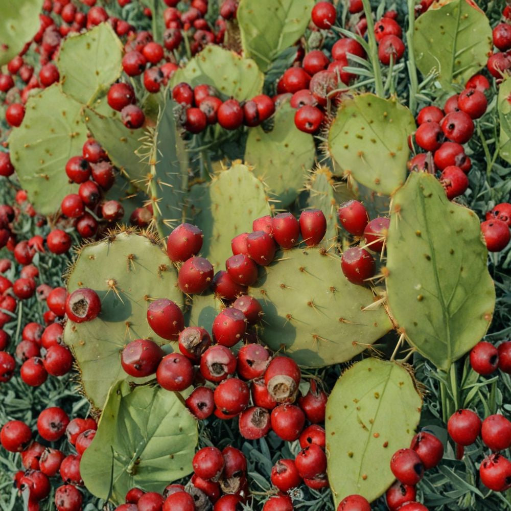 Giant Red Prickly Pear – Opuntia species Cactus Seeds | 40 Count | Red Fruit Variety Edible Desert Plant | Drought Tolerant | Easy to Grow