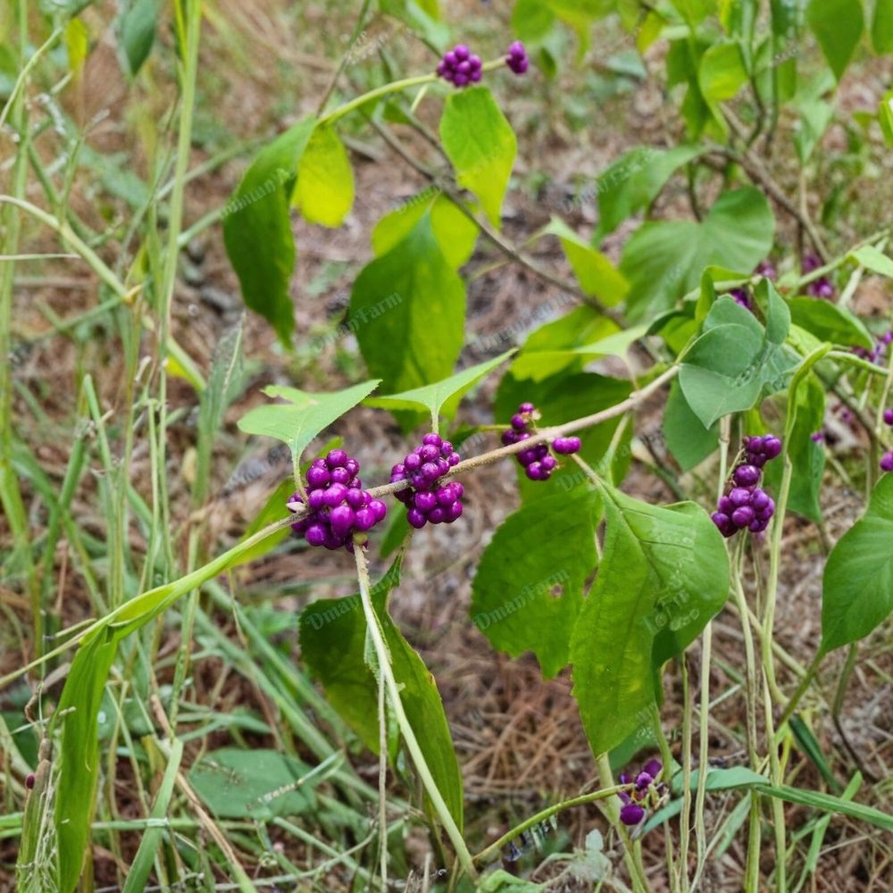 American Beautyberry Cuttings – Callicarpa americana Fresh Cuttings | Set of 12 (8 Inch) | French Mulberry Purple Berry Shrub | Propagation Starter