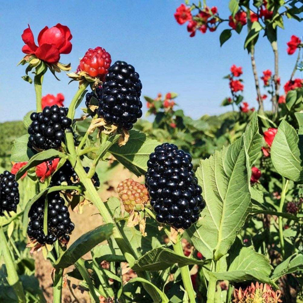Sweet Blackberry Plants – Live Berry Plants | Set of 2 | 3-Inch Pots Included | Juicy Edible Fruit | Easy Garden Grower