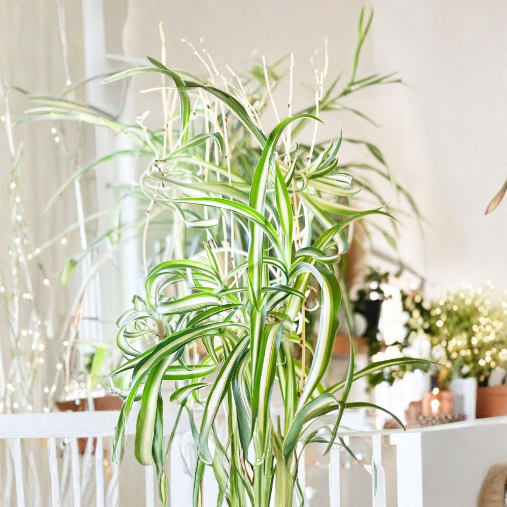 Spider Plant – Chlorophytum comosum Live Rooted Cutting | Ready to Plant | Air Purifying Houseplant | Pet Friendly | Easy Indoor Plant