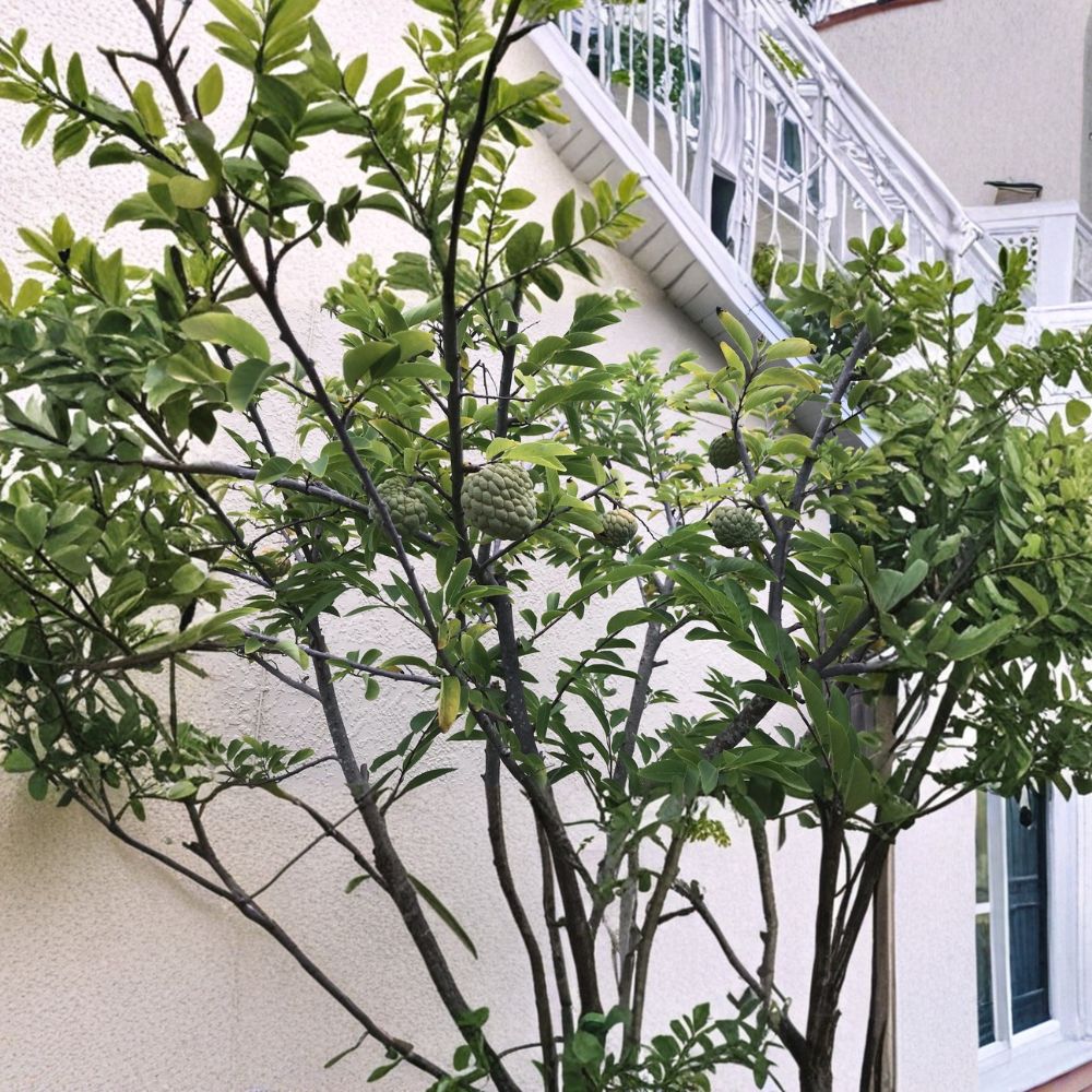 Sugar Apple Tree – Annona squamosa Live Seedling | 5–9 Inches Tall | Na Dai (Mãng Cầu Dai) Tropical Fruit Plant | Asian Fruit Tree