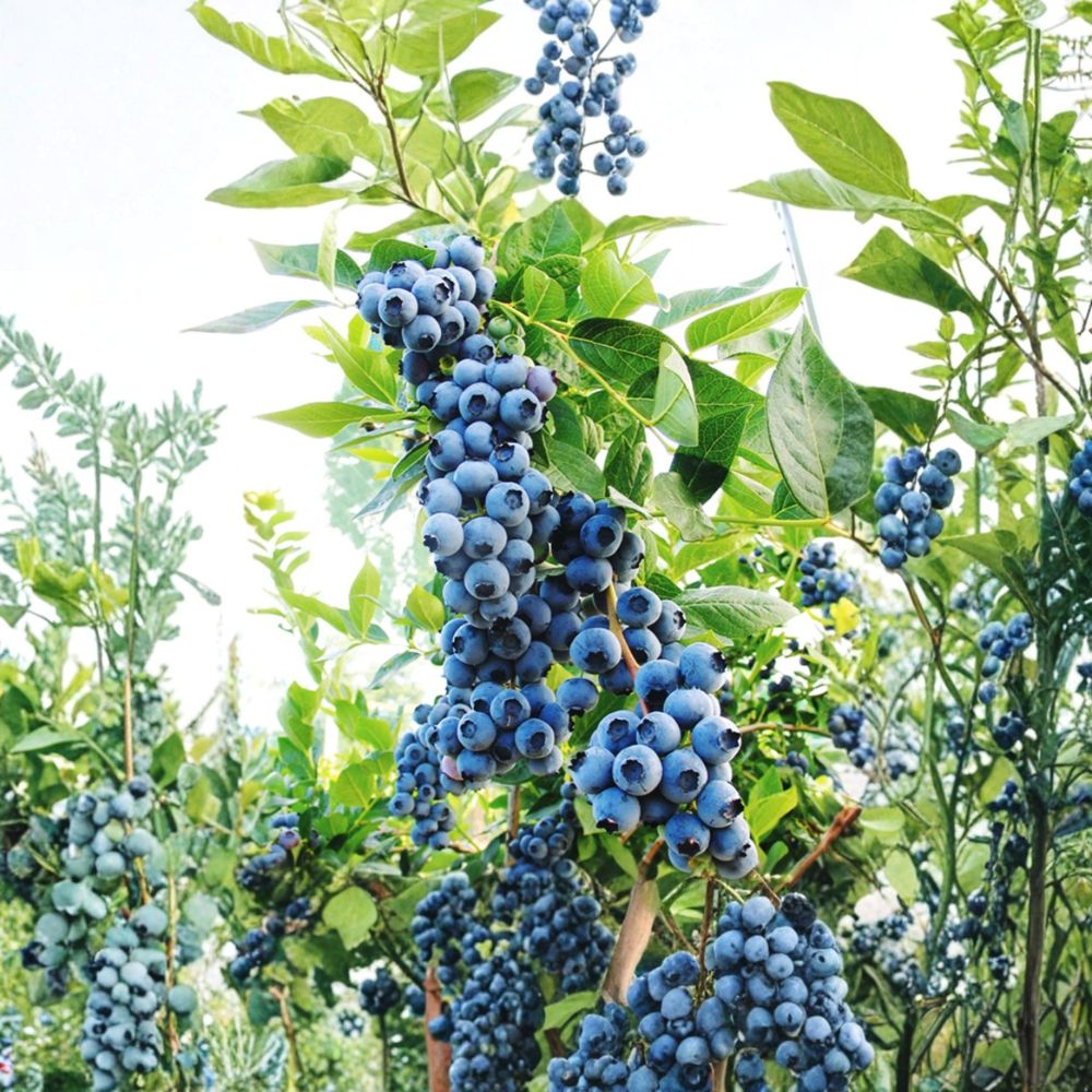 Live Duke Blueberry Plant – Northern Highbush | 1 Gallon Pot | Early Season Cold Hardy Berry Bush | Sweet Homegrown Fruit | Garden & Container Friendly