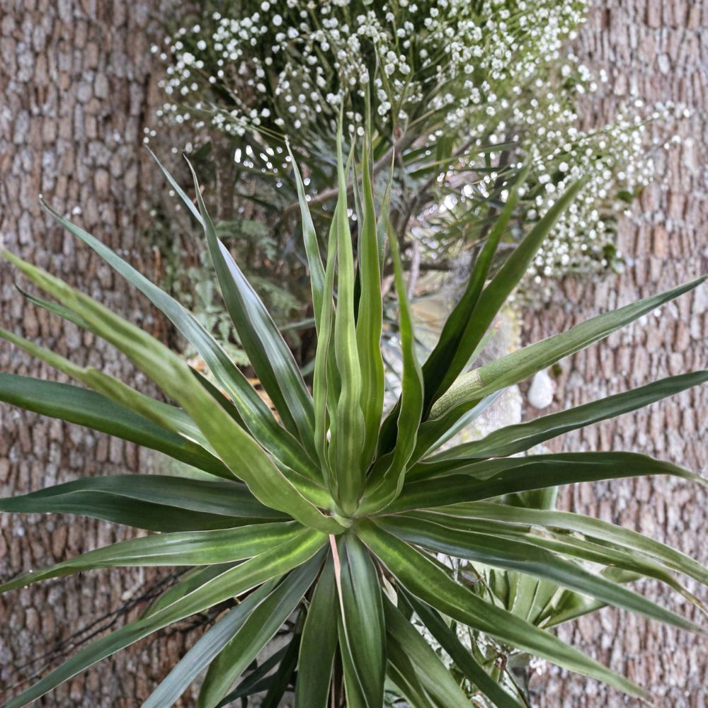 Hawaiian Dragon Tree Cuttings – 3 Pack (4–8 Inches) | Dracaena marginata | Madagascar Dragon Tree | Easy Indoor Plant Starter