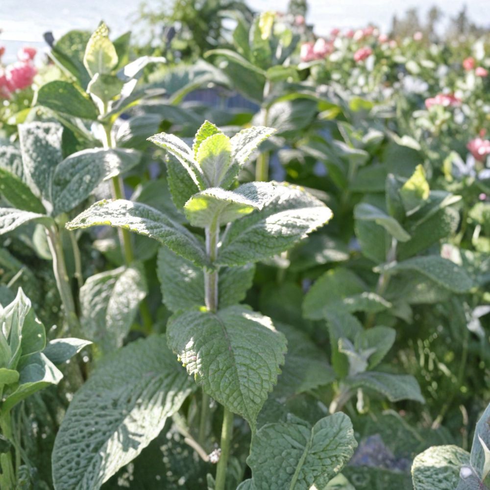 Apple Mint Plant – Mentha suaveolens Live Herb | 4 Inch Pot | Fragrant Culinary Mint | Garden & Indoor Herb Plant