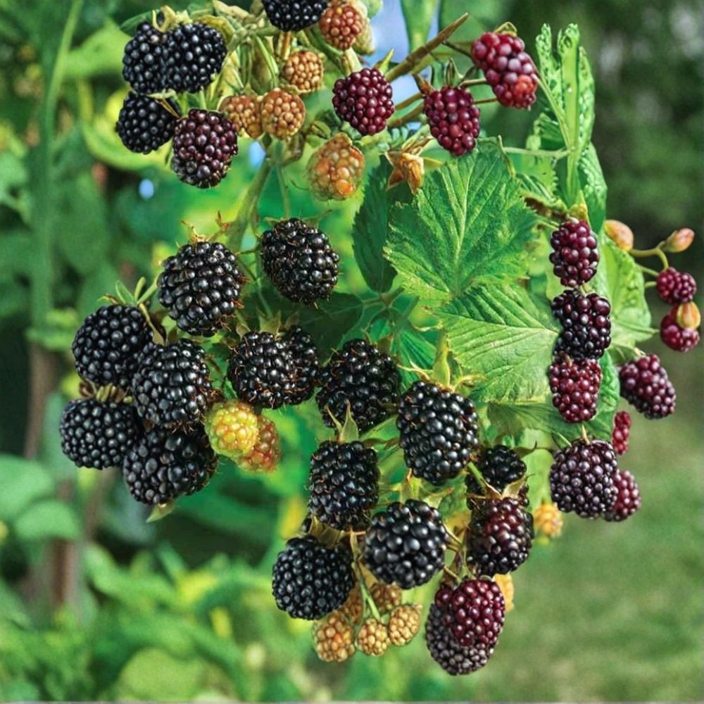 Chester Thornless Blackberry Plants – Rubus fruticosus Live Plug Plants | Set of 3 | Large 1-Year Starter Plants | Sweet Late-Season Berries | Easy Garden Fruit