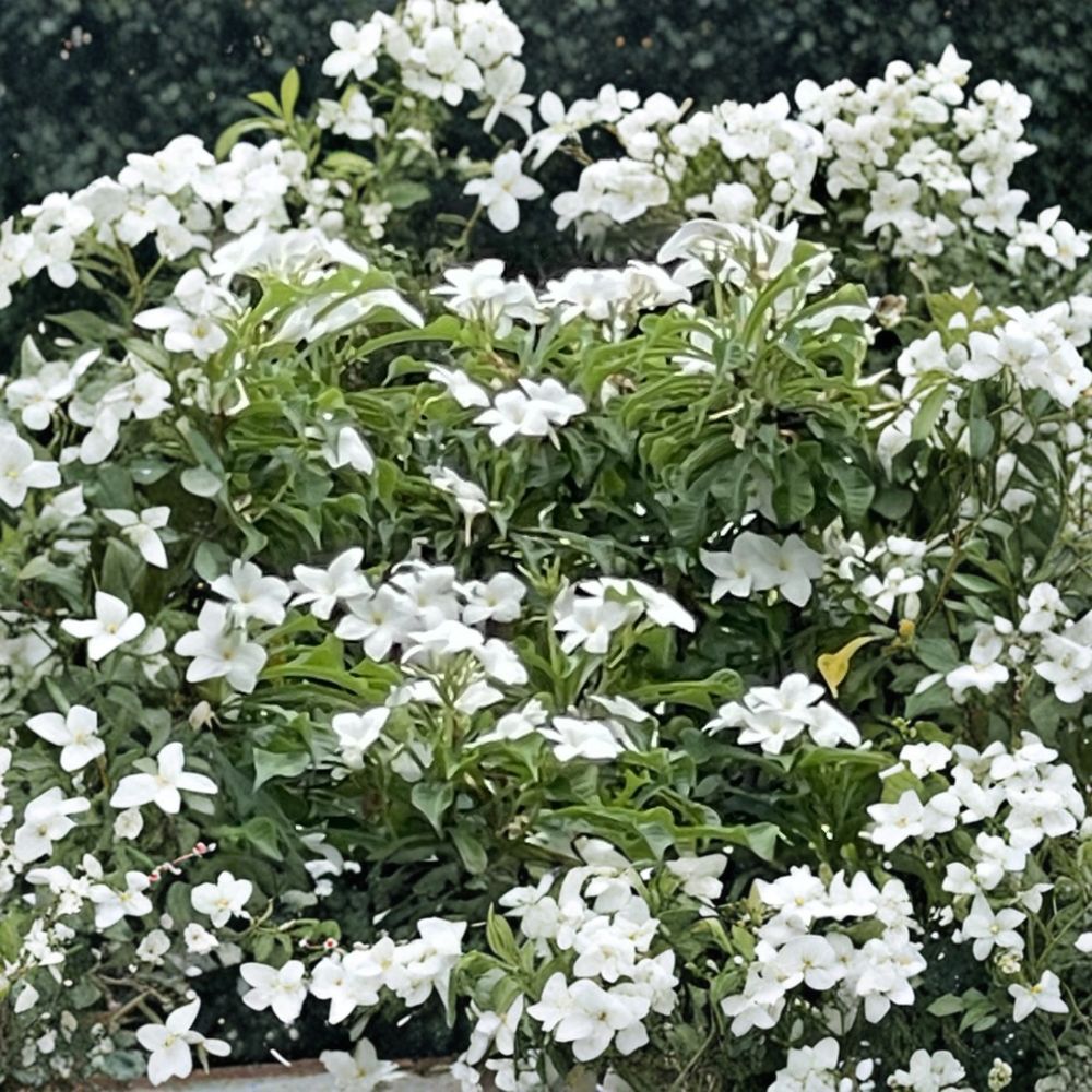 Bridal Bouquet Plumeria Cuttings – 3 Unrooted Cuttings | 8–10 Inch Plumeria pudica | White Flower Frangipani | Tropical Plant | Easy to Grow