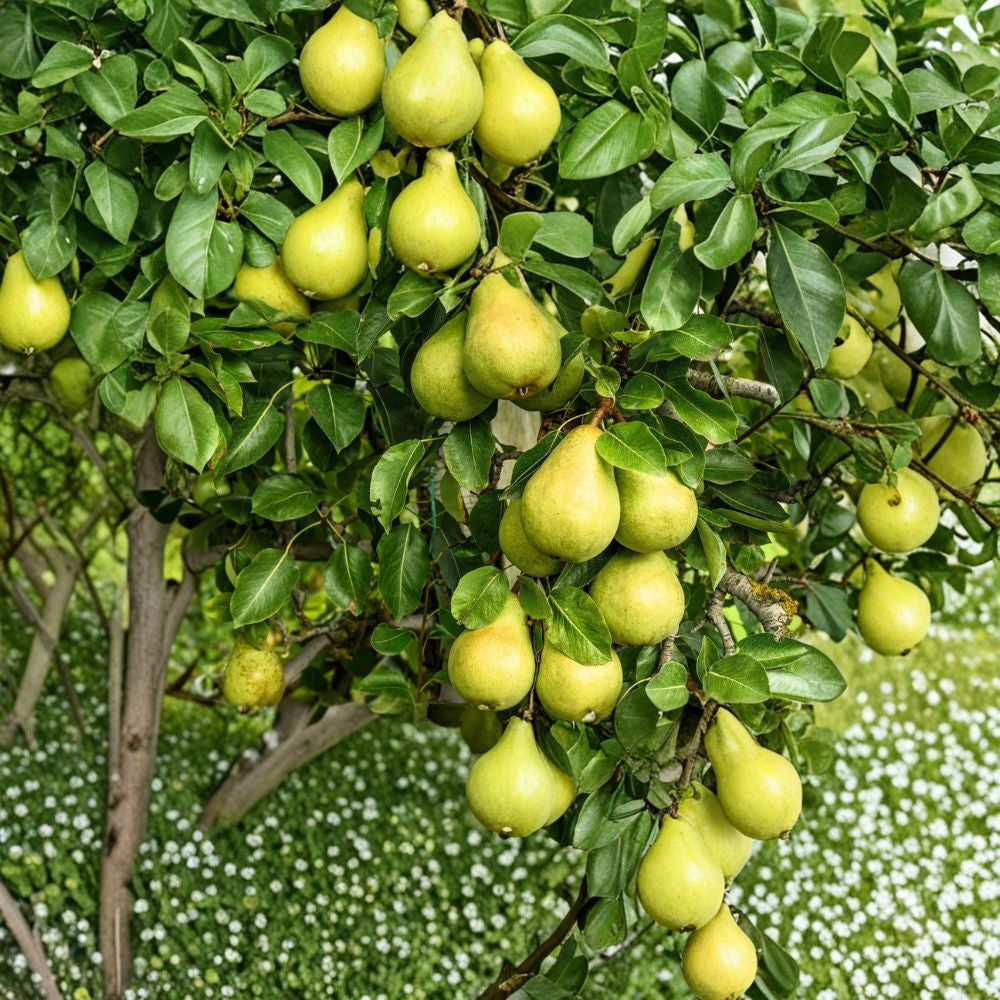 European Pear – Pyrus communis Fruit Tree Seeds | 25 Count | White Spring Blooms Hardy Deciduous Tree | Sweet Green Fruit | Cold Stratify