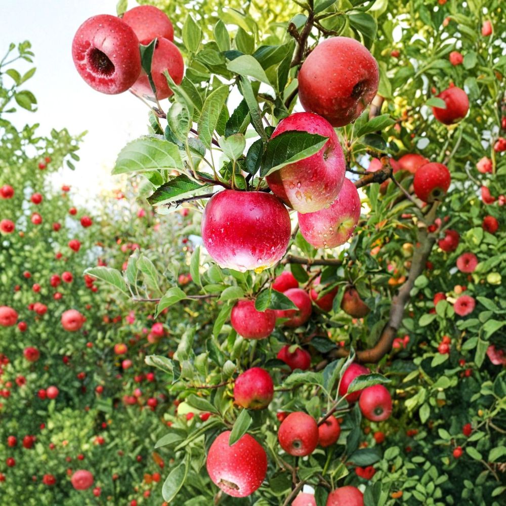 Pink Lady Apple Tree – Malus domestica ‘Cripps Pink’ Live Bare Root | 24–36 Inches Tall | Sweet-Tart Apple Tree | Backyard Orchard Starter