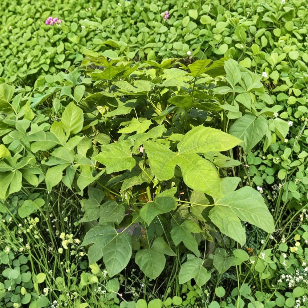 Chaya Tree Spinach Cuttings – 10 Unrooted Cuttings | Cnidoscolus aconitifolius | Maya Superfood Plant | Fast Growing Edible Plant | Tropical Garden