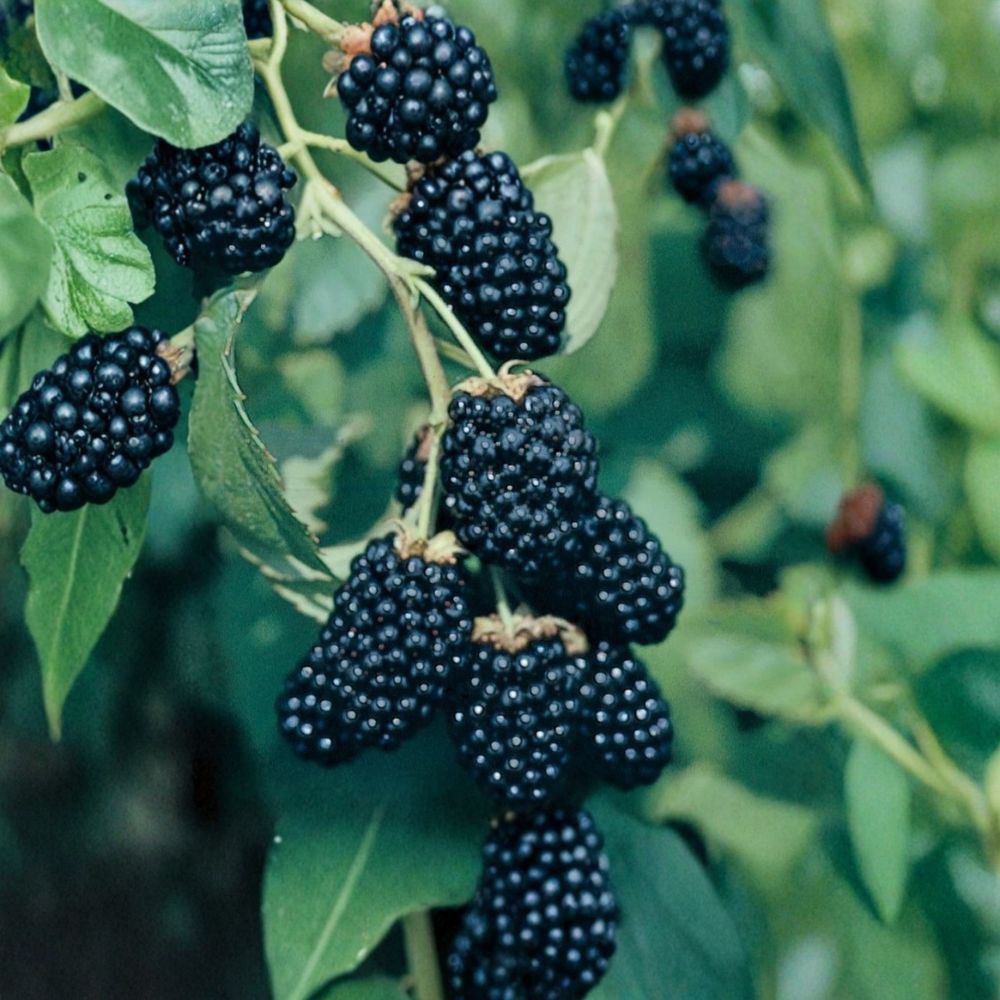 Ouachita Thornless Blackberry Plants – Rubus ‘Ouachita’ Starter Plugs | Set of 5 | Sweet Large Berries | High-Yield Variety | Bare Root Berry Plants