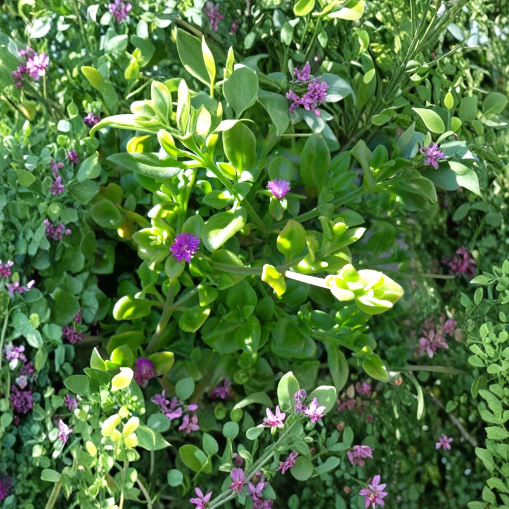 Aptenia cordifolia “Baby Sun Rose” – 10 Cuttings (5–7 Inches) | Purple Pink Ice Plant | Easy Succulent Groundcover