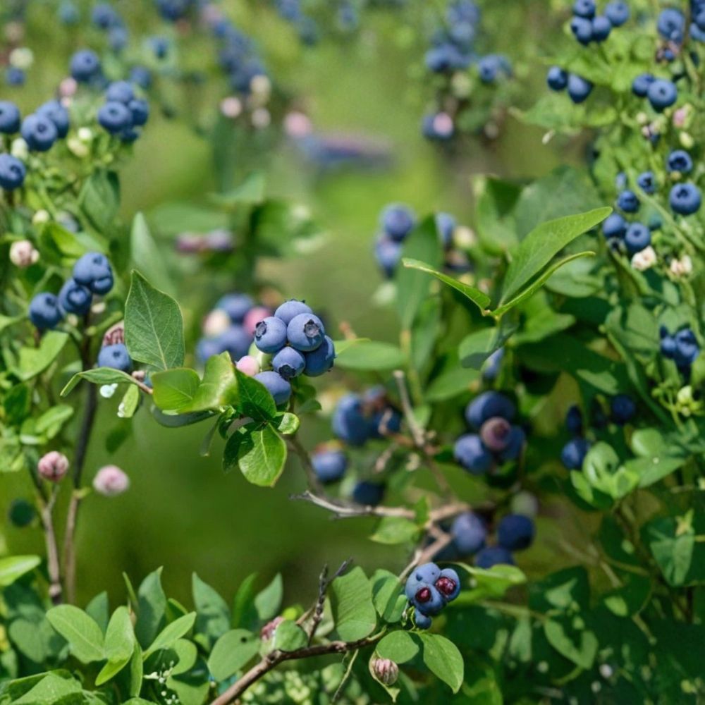 Bluecrop Blueberry Plant – Northern Highbush Live Fruit Bush | Healthy Rooted Plant | High Yield Berry Plant | Cold Hardy Garden Fruit
