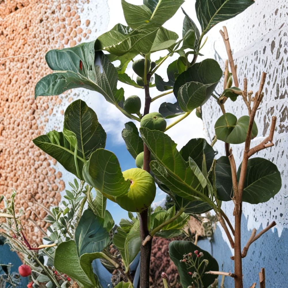 LSU Gold Fig – 3 Fresh Cuttings (6–8 Inches) | Ficus carica | Giant Sweet Yellow Fig Variety | Easy to Root