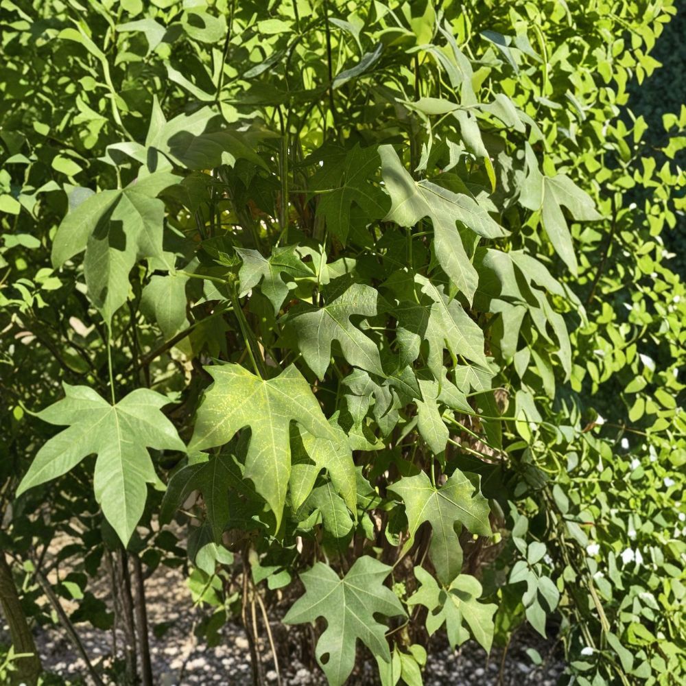 Chaya Plant Cuttings – 5 to 8 Fresh Tree Spinach Cuttings | 10 Inch Cnidoscolus aconitifolius | Superfood Plant | Butterfly Garden Friendly