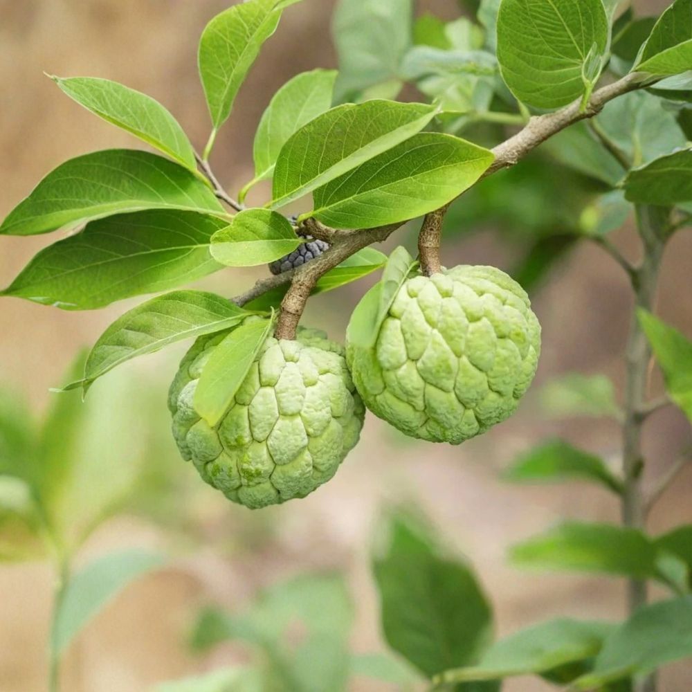 Sugar Apple Tree – Annona Squamosa Live Plant | 6–8 Inch Tall in 3 Inch Pot | Tropical Custard Apple / Sweetsop | Easy to Grow Fruit Tree